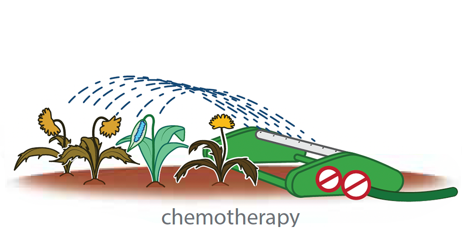 Chemotherapy shown as spraying weed killer across the whole garden, affecting both weeds and healthy plants.