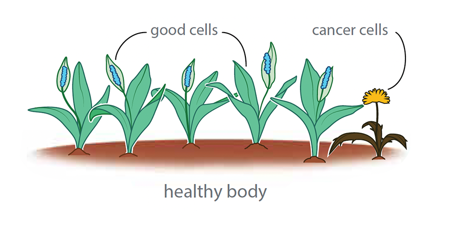Healthy body shown as a garden with mostly healthy plants and a small weed representing cancer cells.
